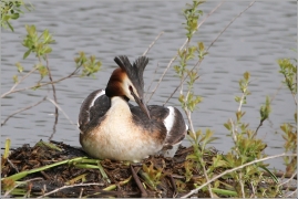 <p>POTÁPKA ROHÁČ (Podiceps cristatus) /Great grested grebe – Haubentaucher/</p>